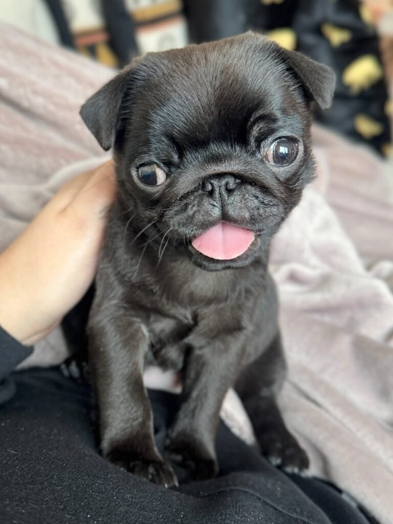 Poppy, a silver pug puppy