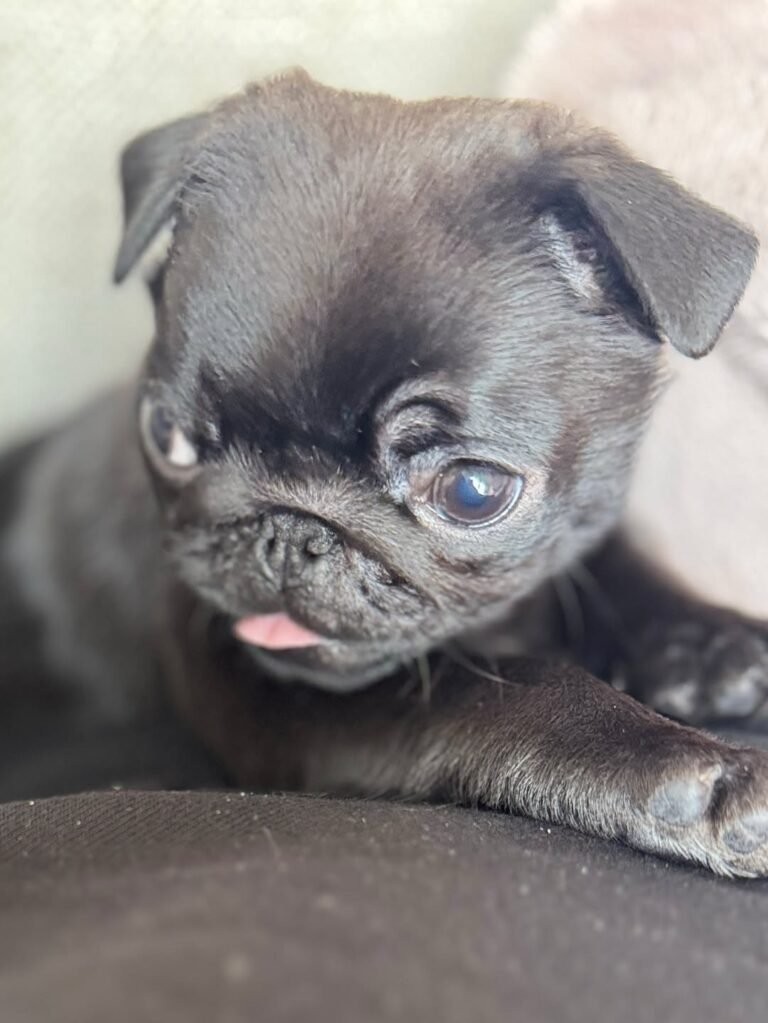 Poppy, a silver pug puppy