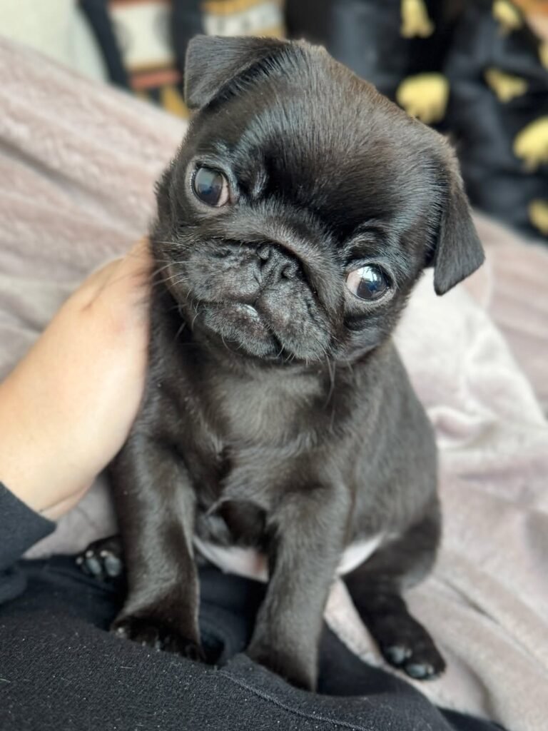 Poppy, a silver pug puppy