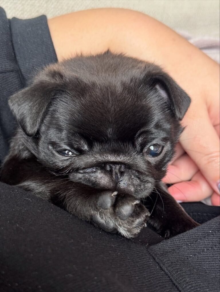 Poppy, a silver pug puppy