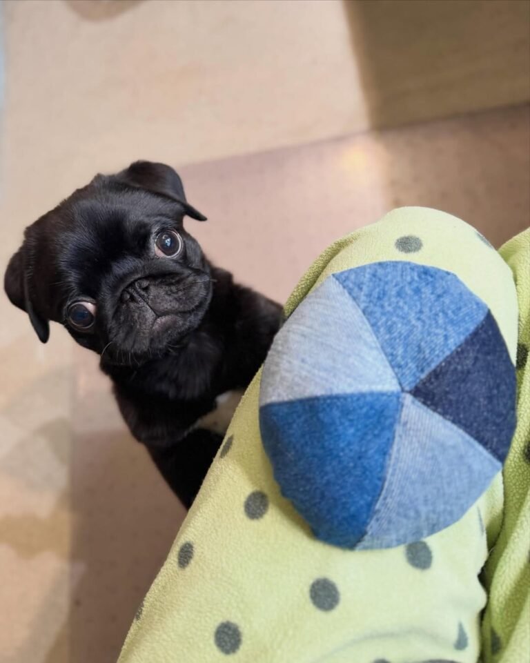 Duke, a black pug puppy