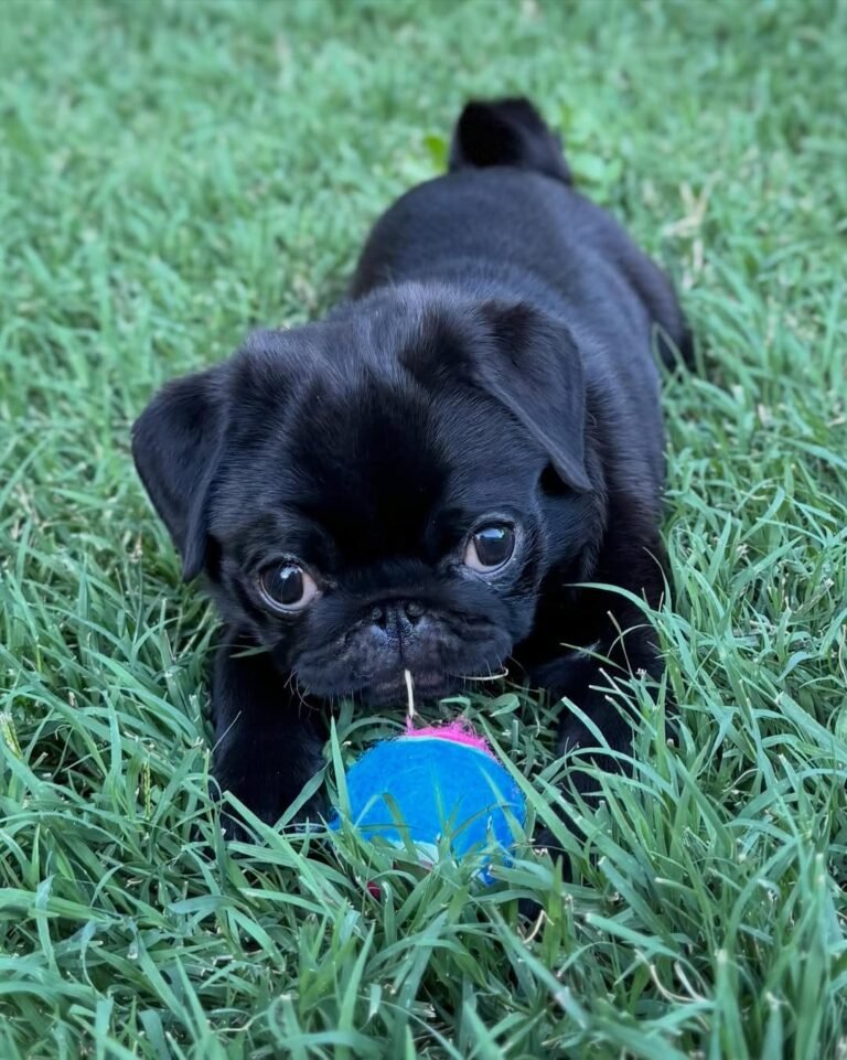 Duke, a black pug puppy