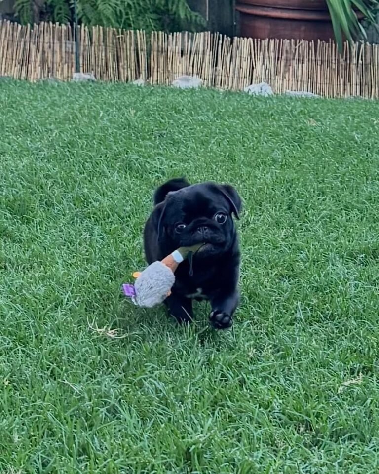 Duke, a black pug puppy