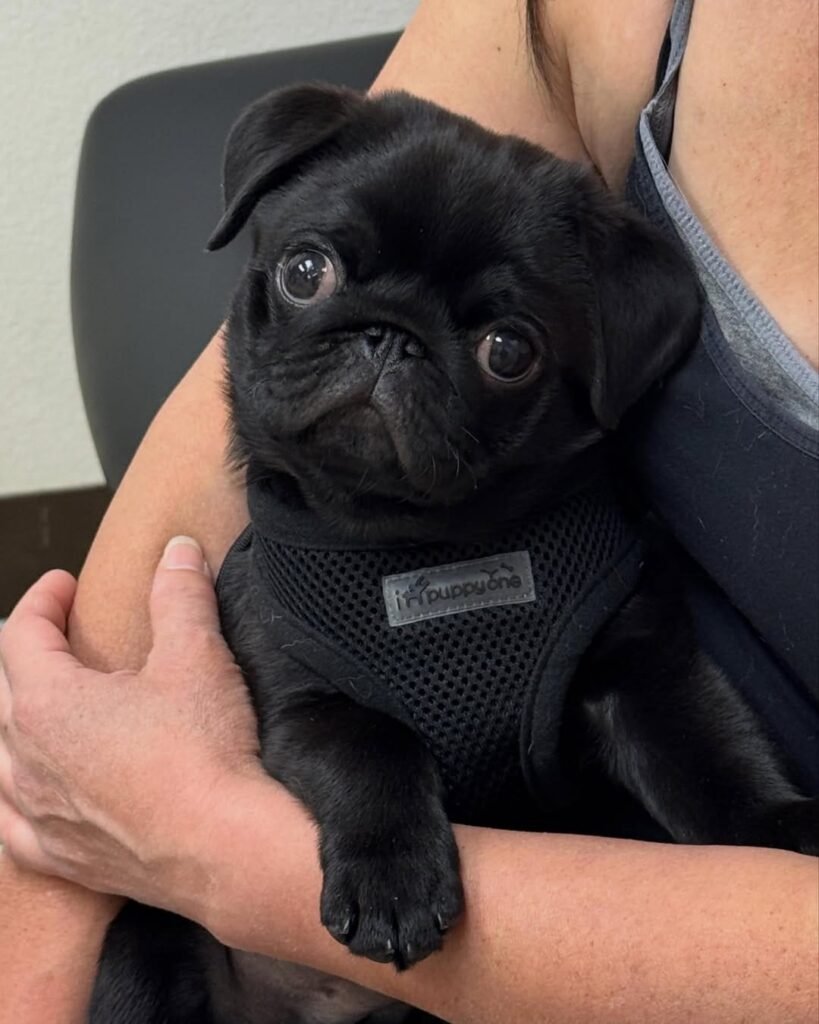 Duke, a black pug puppy