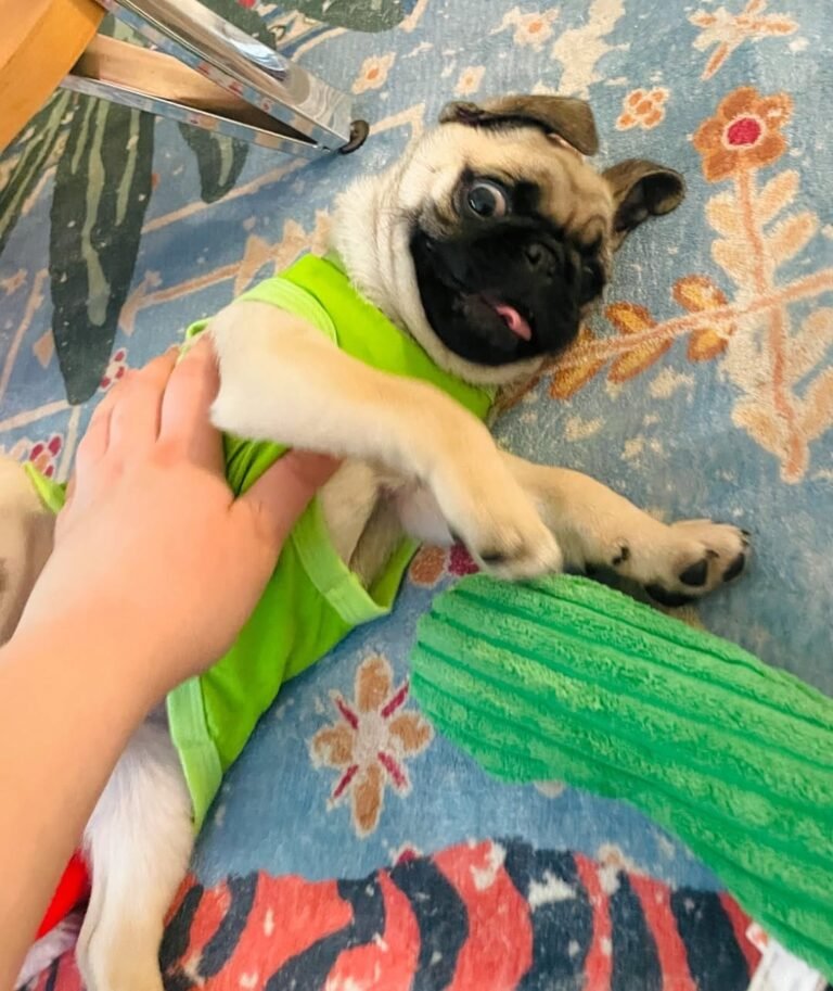 Clementine, a fawn pug puppy