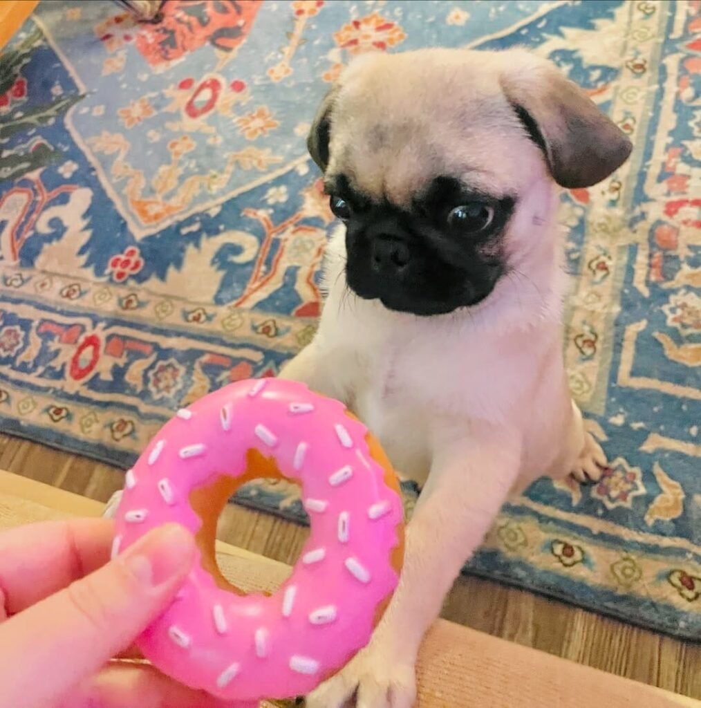 Clementine, a fawn pug puppy