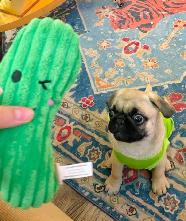 Clementine, a fawn pug puppy