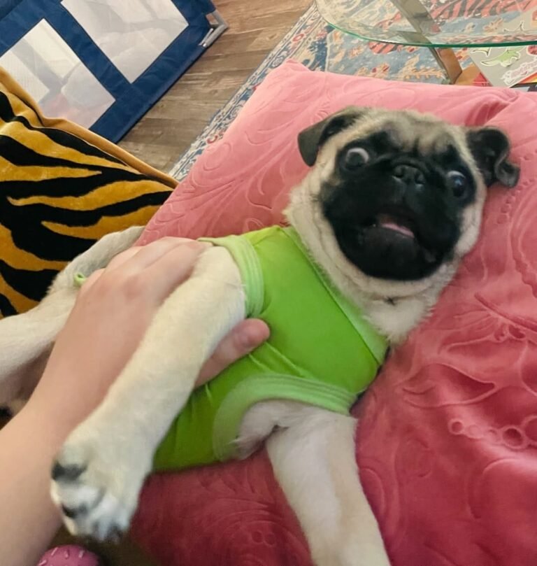 Clementine, a fawn pug puppy