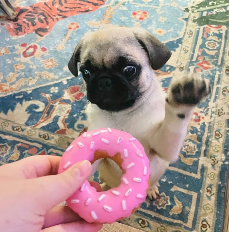 Clementine, a fawn pug puppy