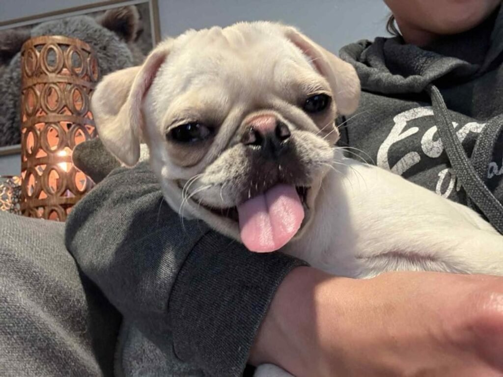 The Johnson Family at home with Milo, their pug from Pug Forever Homes