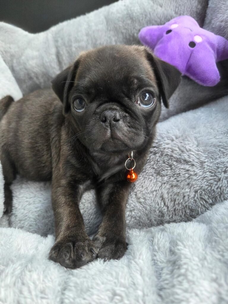 The Miller Family at home with Daisy, their pug from Pug Forever Homes